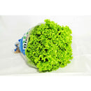 Alface Crespa Tomita